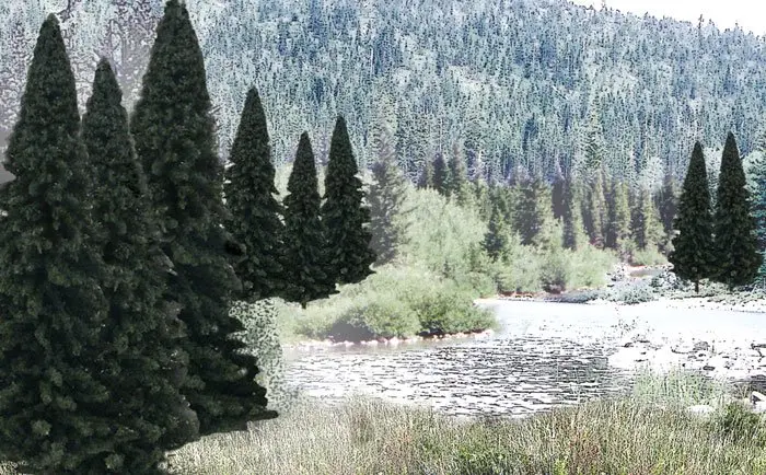 13 Fir Trees 4-6" Evergreen Blend 1