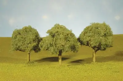 3"-3.5" Oak Trees 1