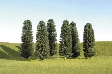 5"-6" Cedar Trees Bac 1