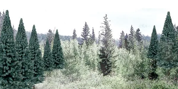 Blue Spruce 2-4" 18/Pkg 1