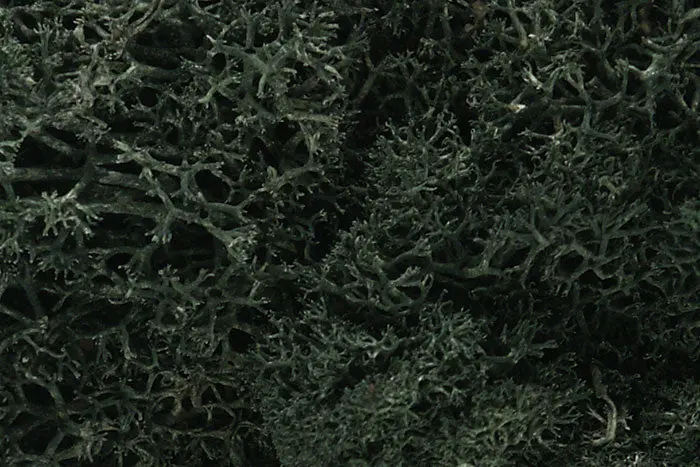 Lichen Dark Green 1