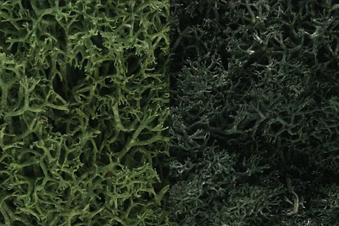 Lichen Dark Green Mix 1
