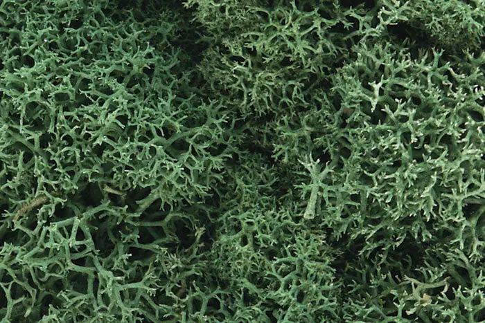 Lichen Light Green 1