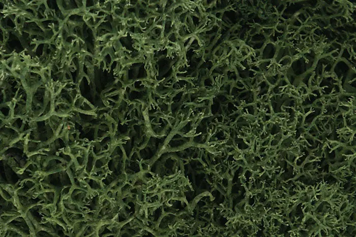 Lichen Medium Green 1